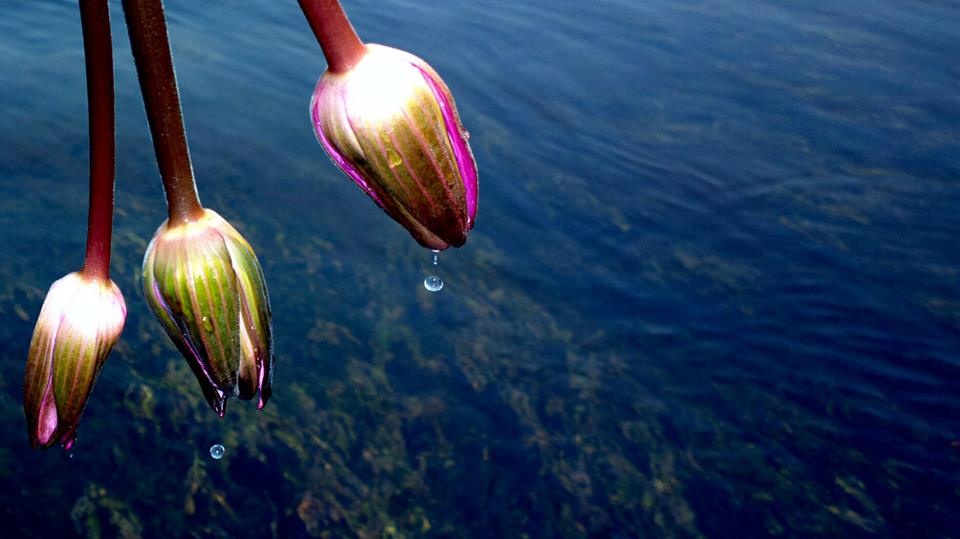 Ky thuat chup macro doc dao hinh anh