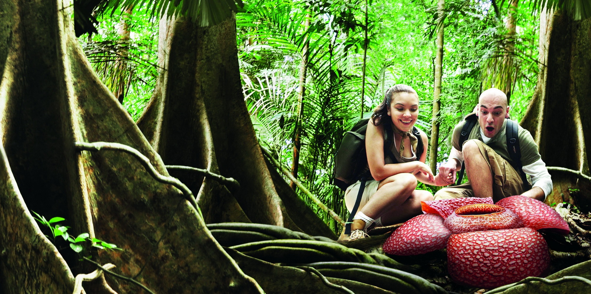 Hanh trinh ve voi thien nhien tai Malaysia hinh anh