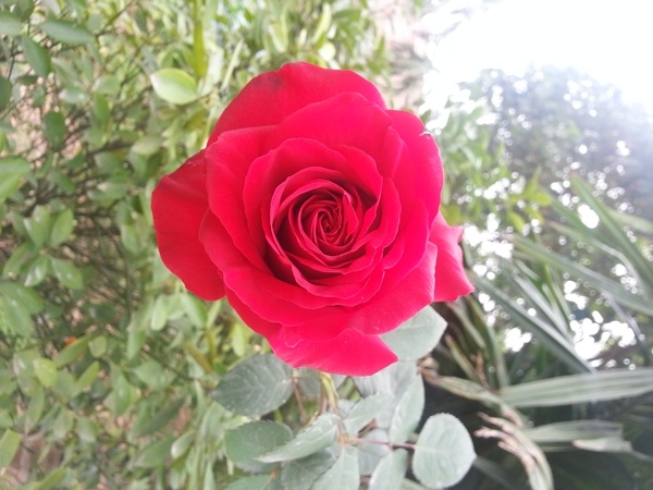 Kham pha cong nghe doc quyen HDLens cua HKPhone hinh anh