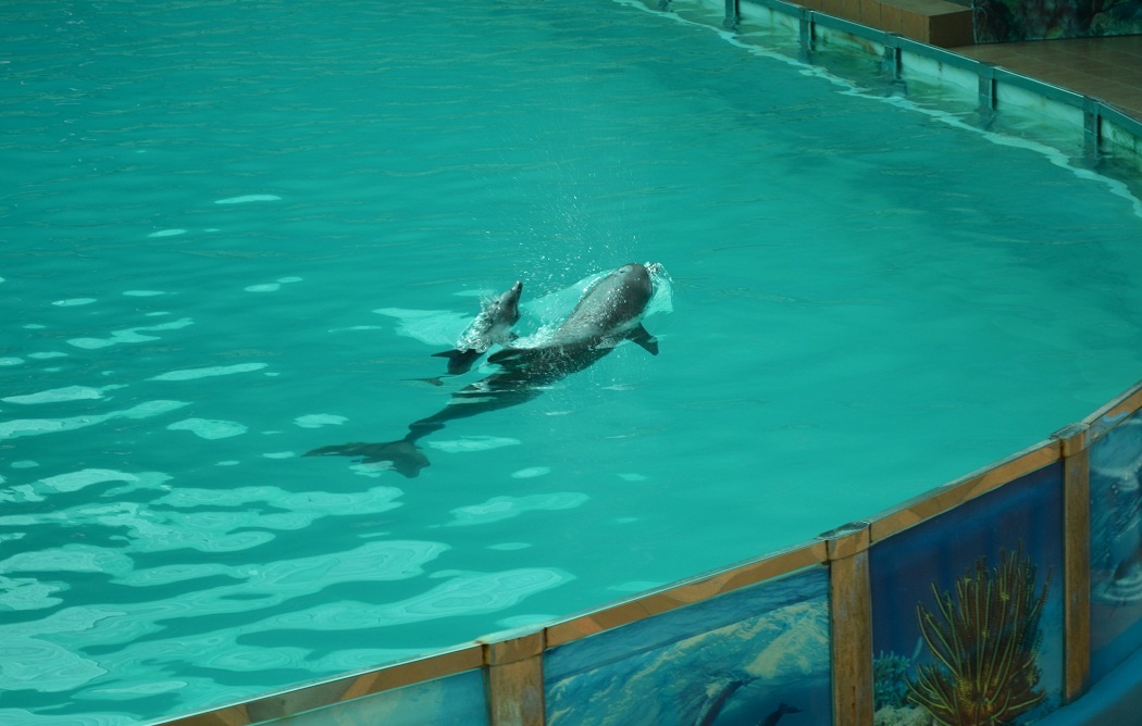 Them mot ca heo con chao doi tai Suoi Tien hinh anh