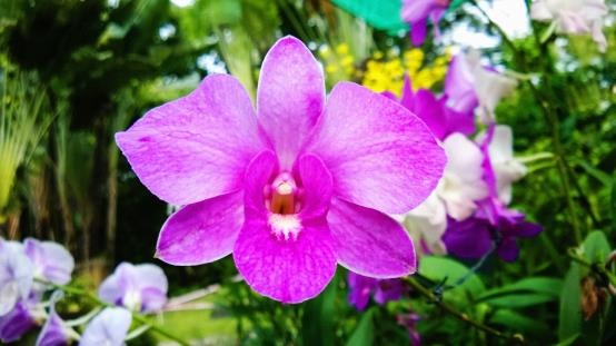 'Co bap cuon cuon' nho man hinh Nokia Lumia 625 hinh anh