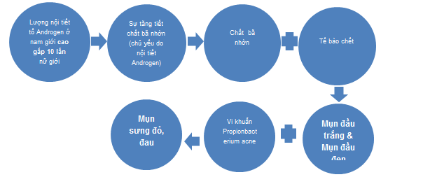 Sơ đồ hình thành mụn.