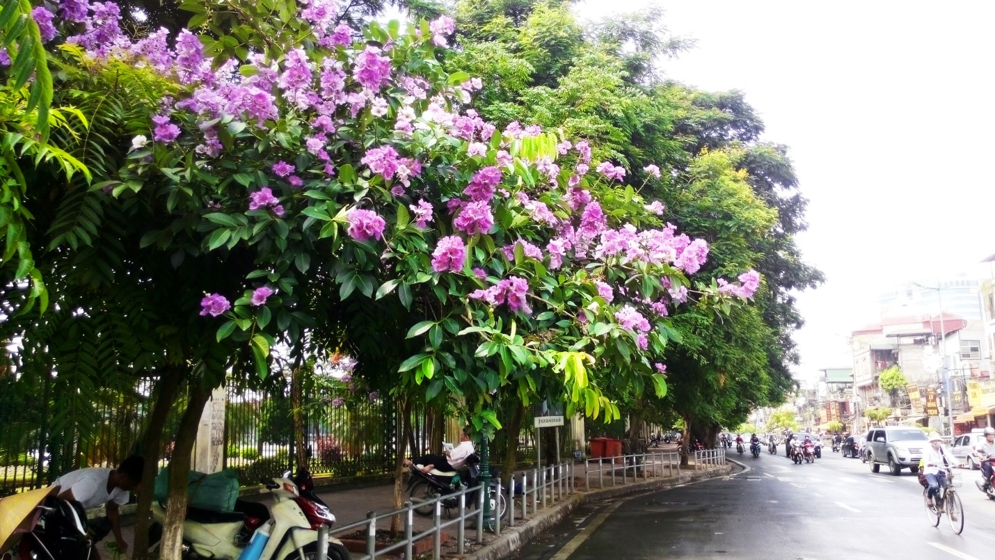 Ngam Ha Noi mua ha qua ong kinh smartphone 8 nhan hinh anh