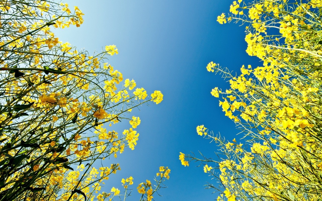 Ban chon mau gi cho mua he nam nay? hinh anh