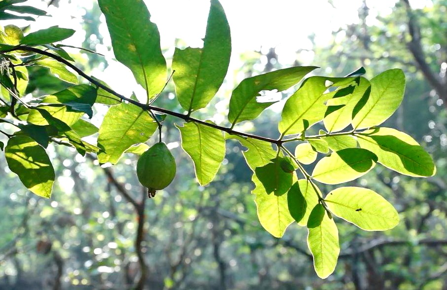 Nong dan Ha Noi hot bac nho trong oi gang ven song Hong hinh anh