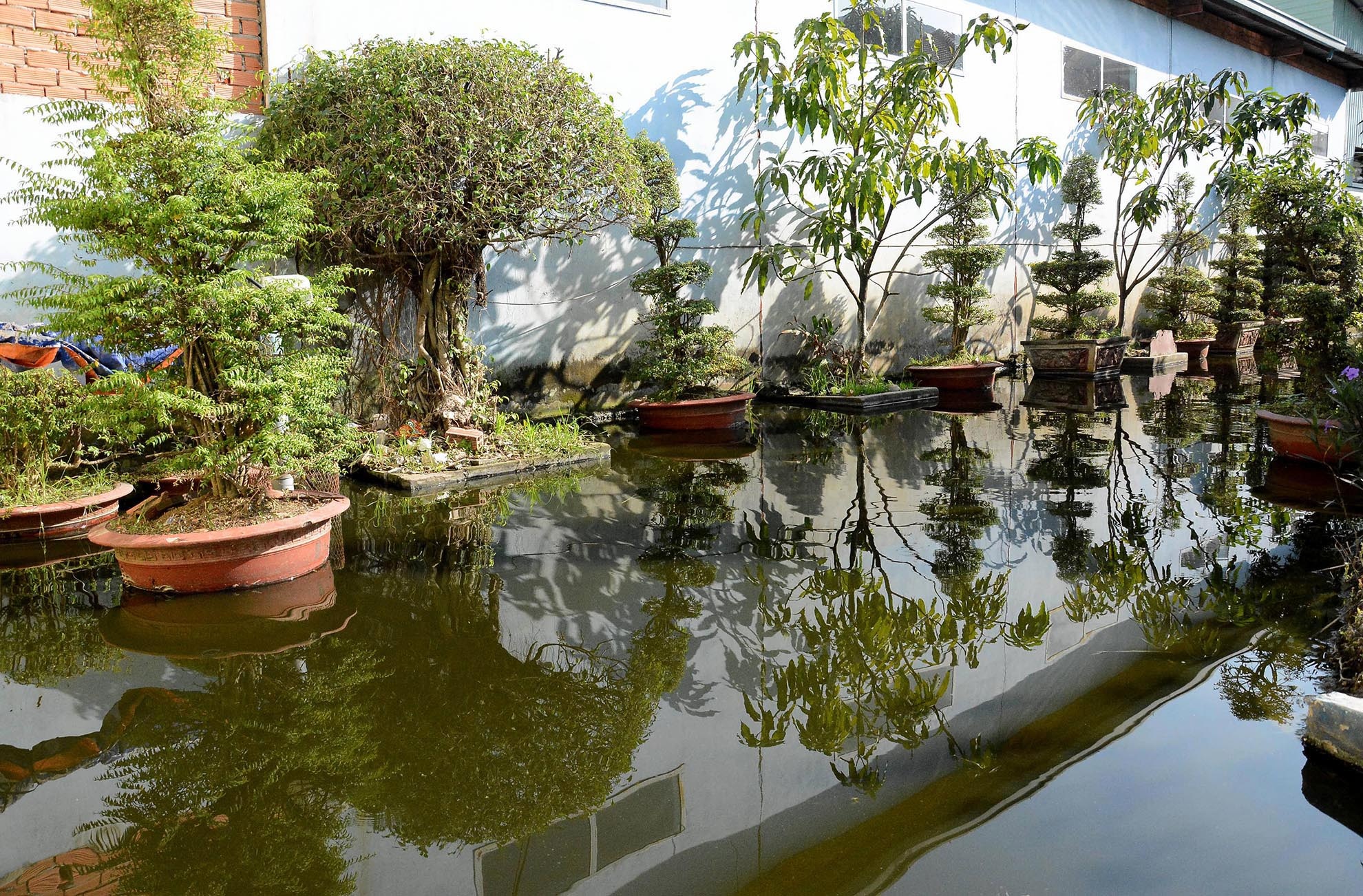 Ngôi nhà này trước đây là hoa viên chuyên tổ chức tiệc cưới, nay trở thành ao nuôi cá.