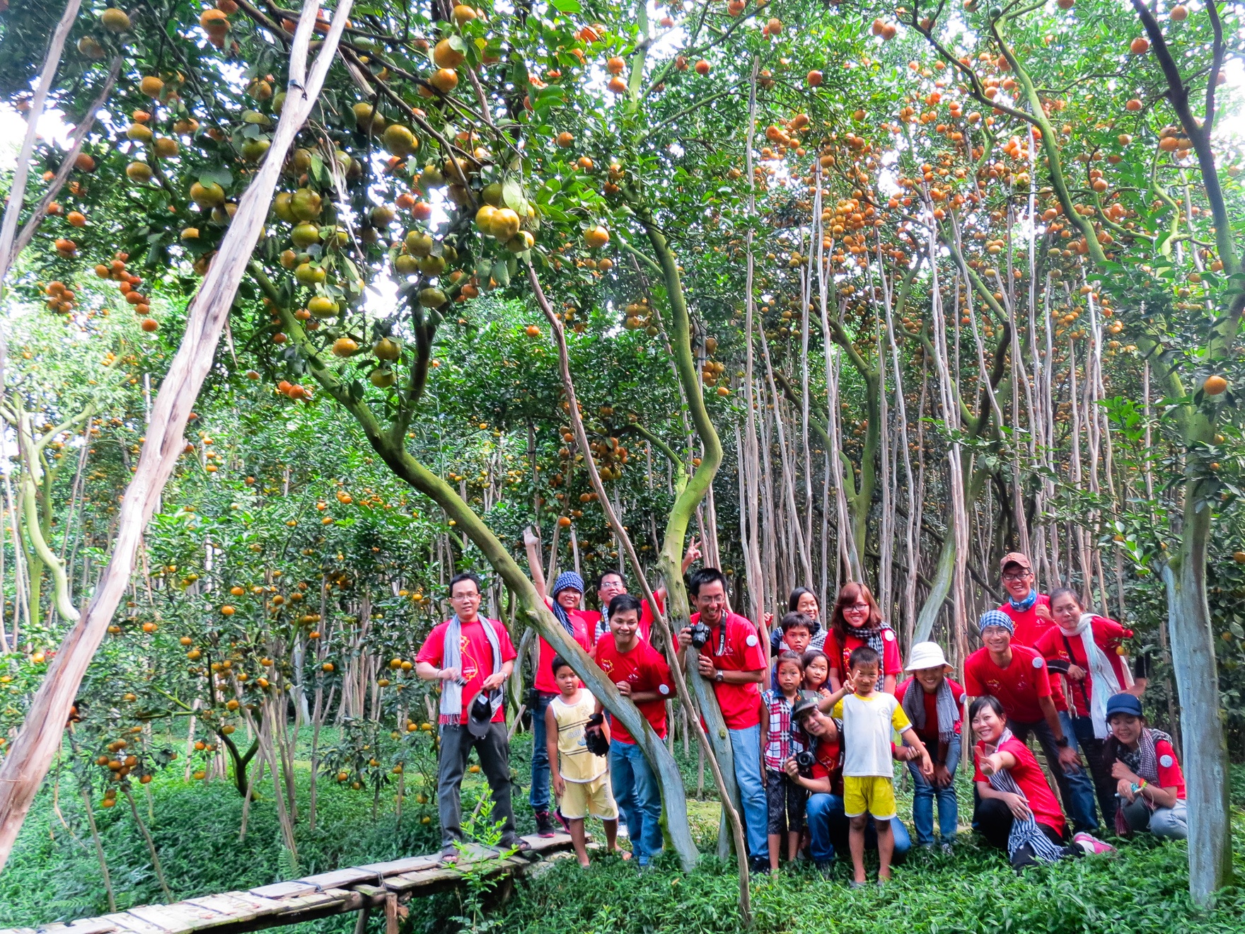Và từ đây hành trình khám phá vườn quýt hồng hấp dẫn bắt đầu. Chúng tôi len lõi qua những chiếc cầu gỗ nho nhỏ, những chùm quýt chín mọng sà qua khỏi hàng rào đung đưa trước mặt như gọi mời.