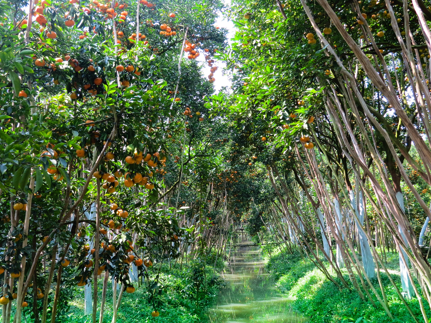 Từ Trung tâm thành phố Cao Lãnh qua phà chỉ chừng 30 km là bạn đến vương quốc quýt hồng lớn nhất cả nước nằm bên dòng Hậu Giang hiền hòa. 