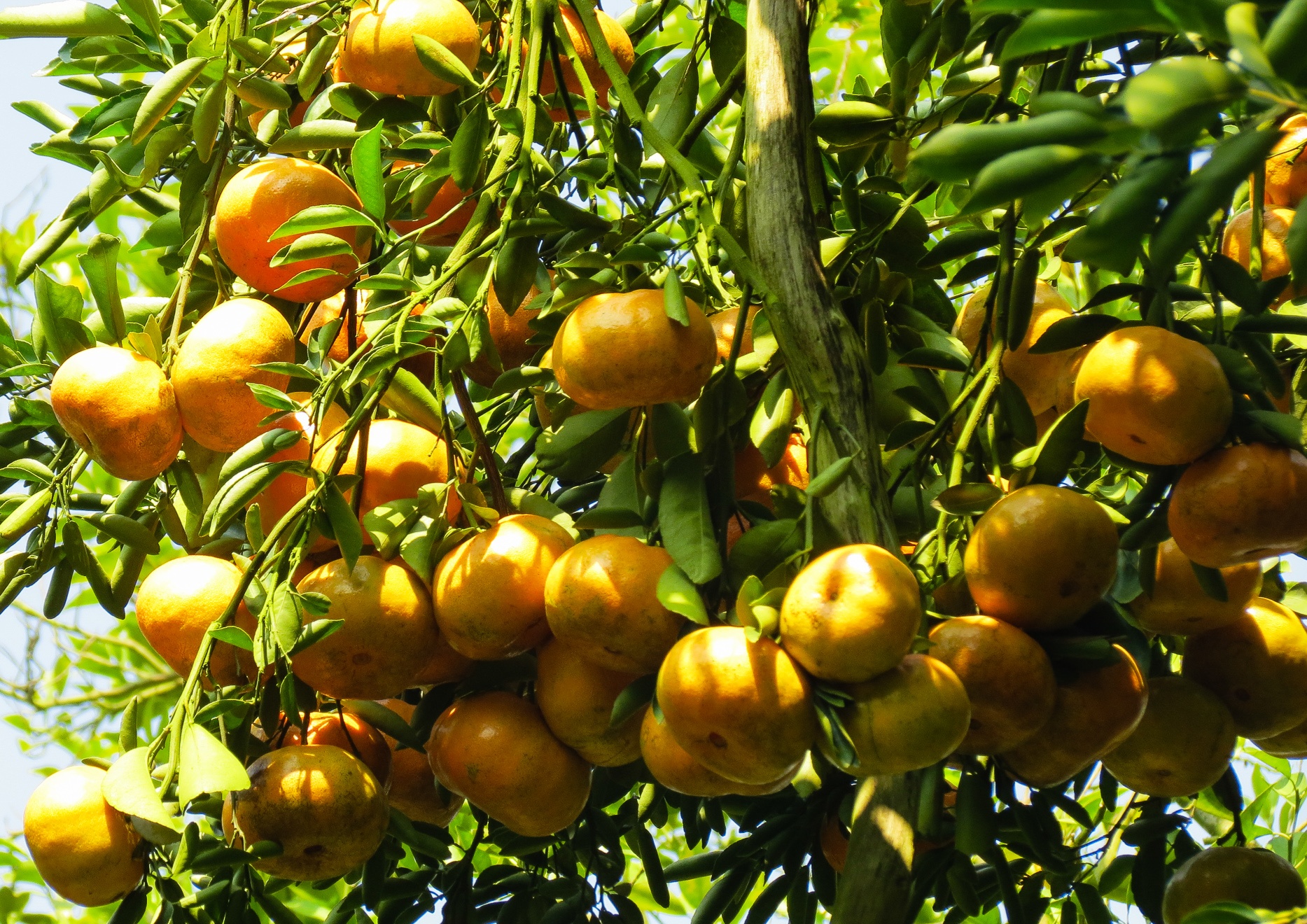 Càng vào sâu thì không còn là vườn mà là cả rừng quýt ngập trong sắc vàng rực rỡ. Quýt dưới chân, bên mình, trên đầu và con đường nhỏ trước mặt. Chúng tôi cứ lang thang mãi không thôi, hết xuýt xoa lại tấm tắc, hết ngơ ngác lại sững sờ vì rừng quýt quá đỗi sung túc, quyến rũ và mênh mông. 