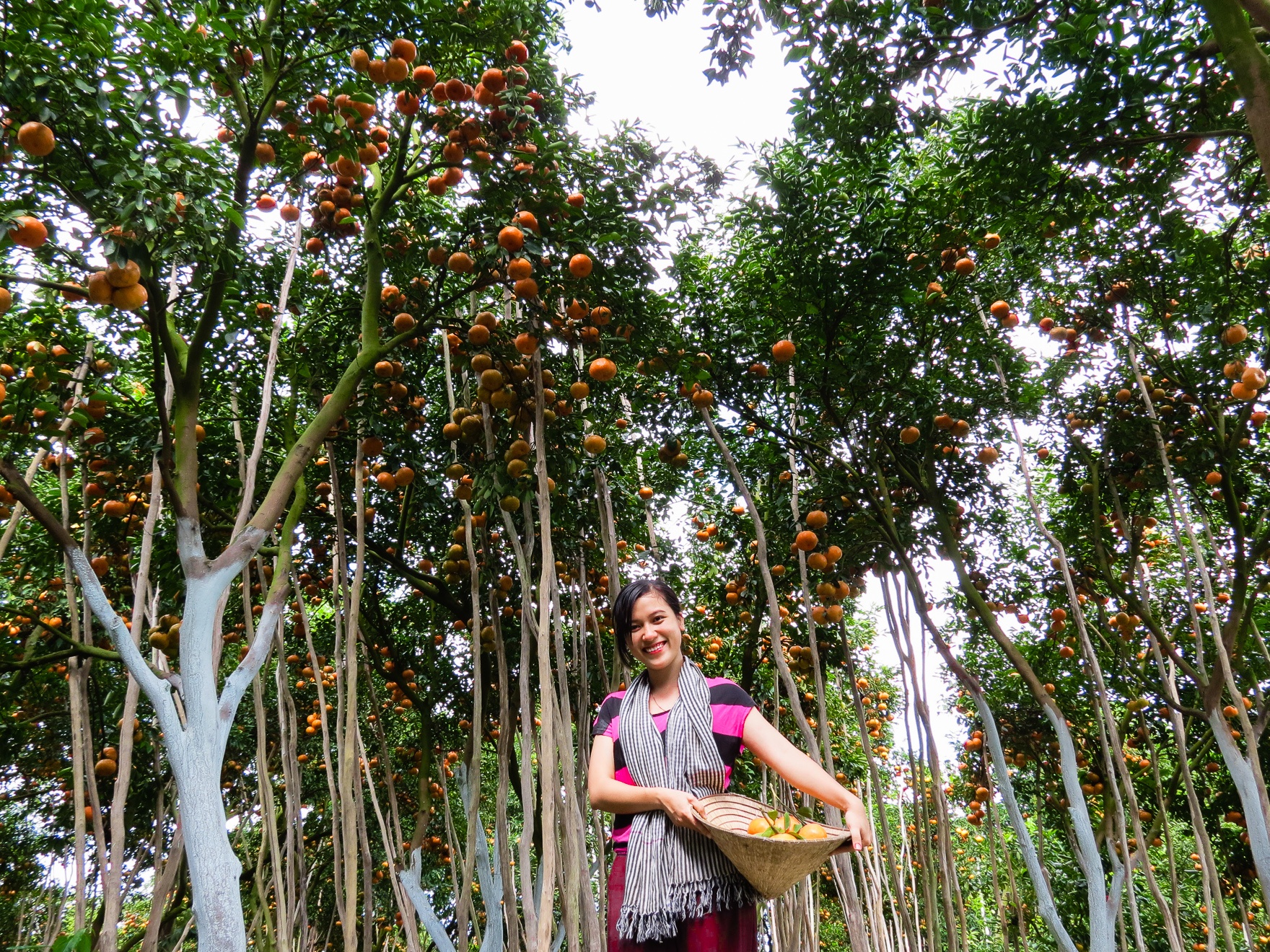 Triệu tia nắng xuyên qua tán lá, đổ trên thảm cỏ xanh rì rồi hắt cả quầng sáng lên vạn trái quýt vàng rung rinh. 