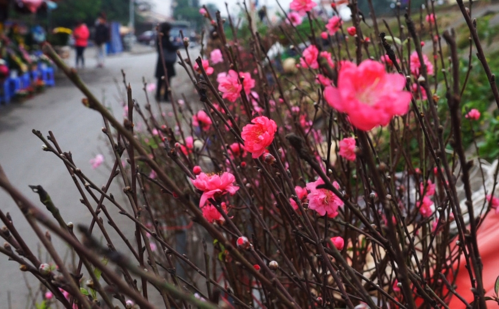 Cho dao som tren pho Ha thanh hinh anh