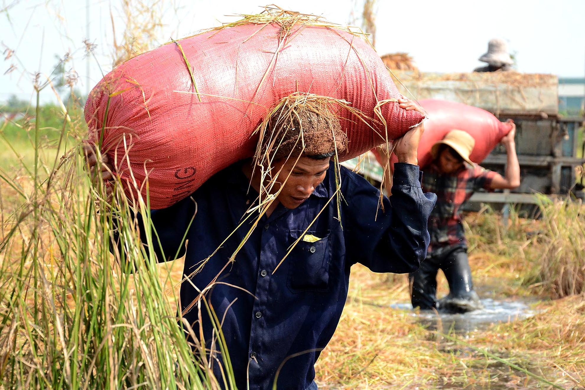 Nguoi mien Tay len Sai Gon gat lua thue kiem tien tieu Tet hinh anh