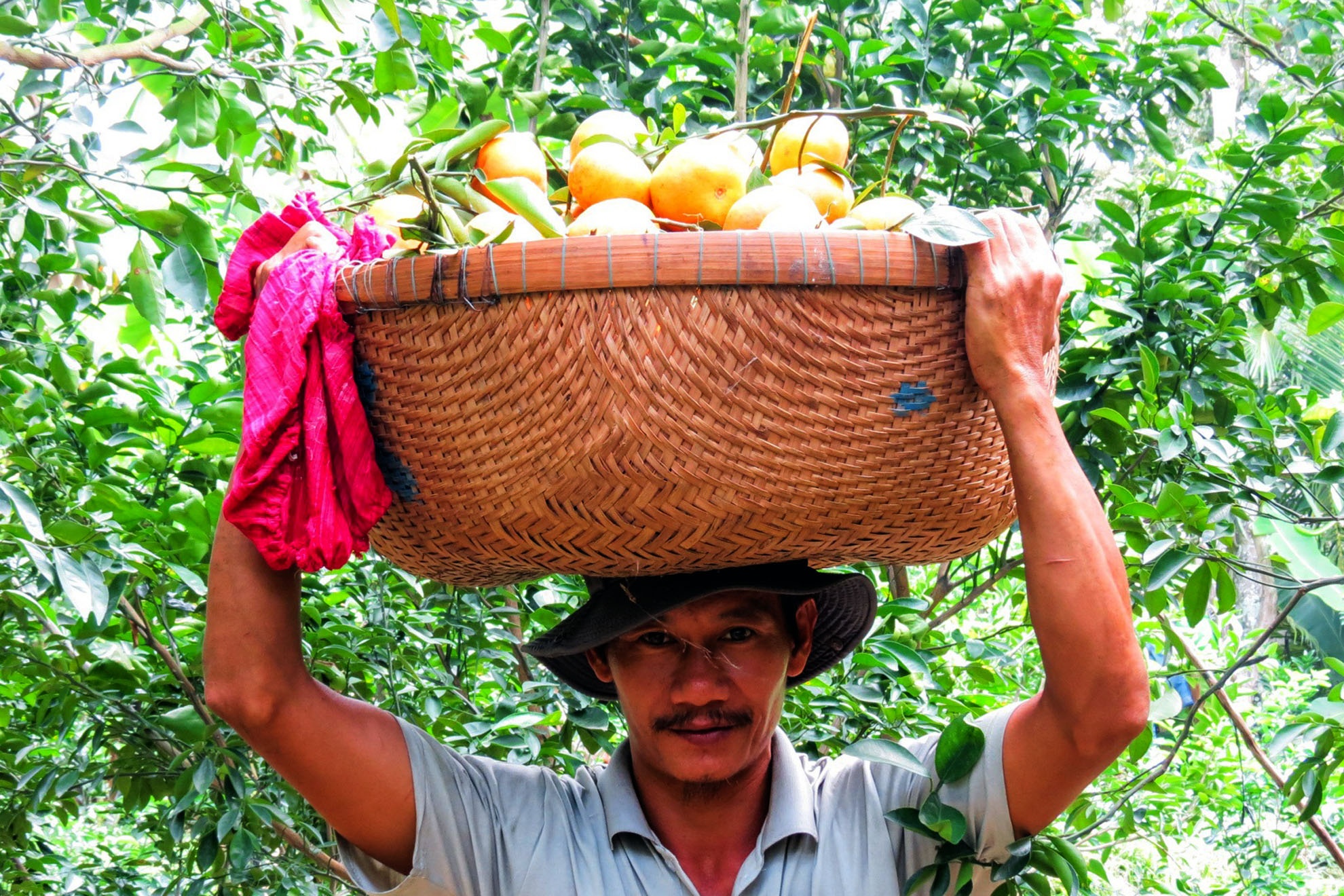 Vườn quýt của anh Chiến cũng vội vã thu hoạch để chuyển cho lái để kịp bán tết.