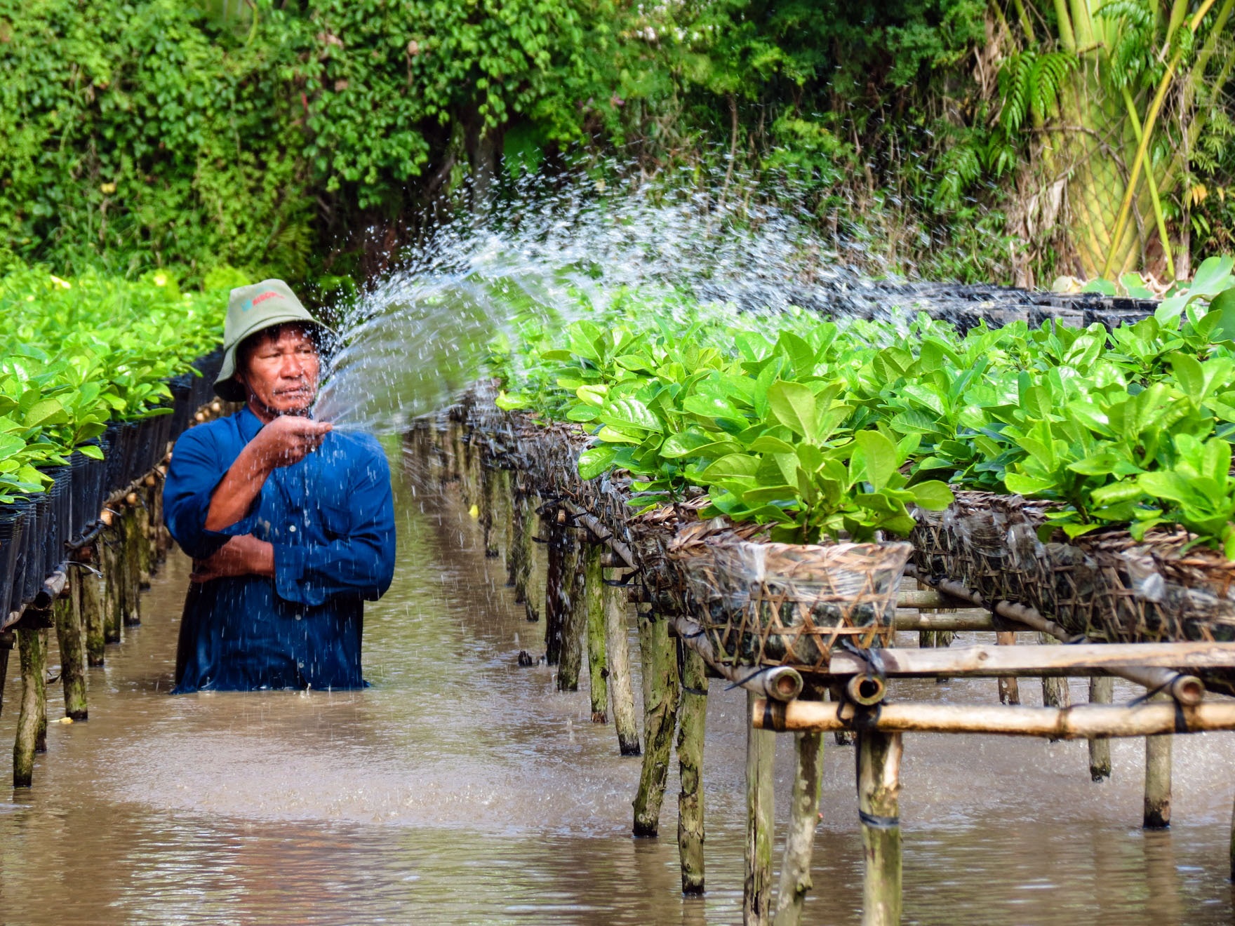 Là vùng đất sông nước với hệ thống kênh rạnh chằng chịt, nên miền tây cũng có cách trồng hoa đầy thú vị. Hoa được gác lên các dàn treo. Thuận tiện cho việc tưới tiêu chăm sóc.