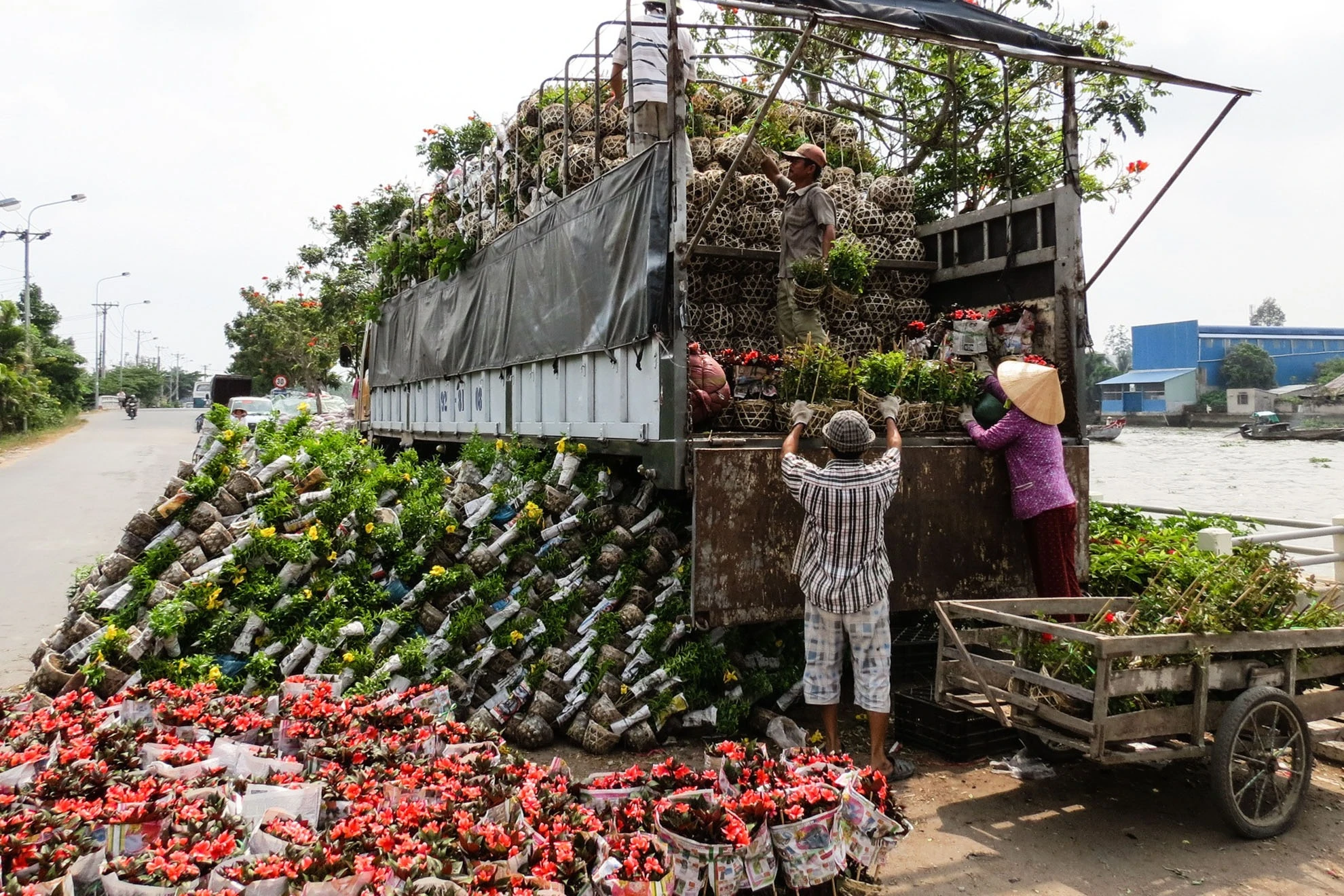 Hoa được tập trung về bến Sa giang rồi từ đây sẽ được lái chuyển đi về Thành phố theo quốc lộ 1, hay tỏa đi khắp các tỉnh miền tây.