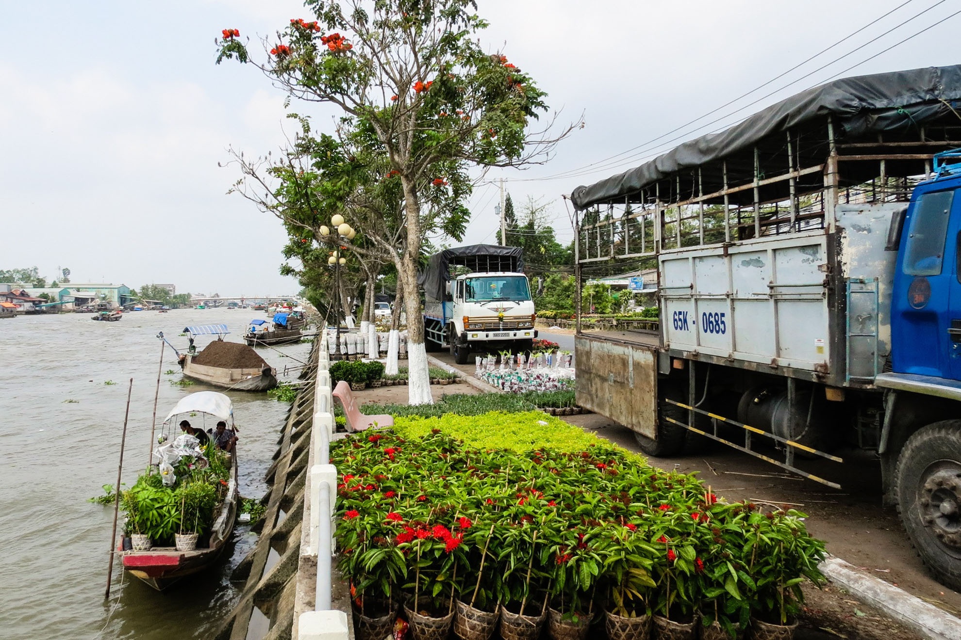 Người dân trồng hoa ở dọc bến sông thì chuyển hoa ra bến bằng thuyền nhỏ cho thuận tiện.