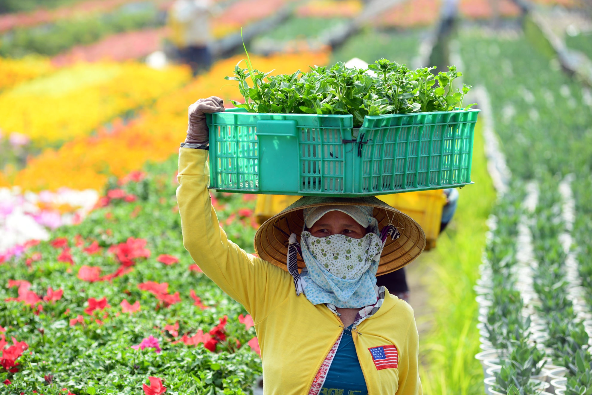 Bên cạnh những vườn hoa thì rau xanh cũng được 