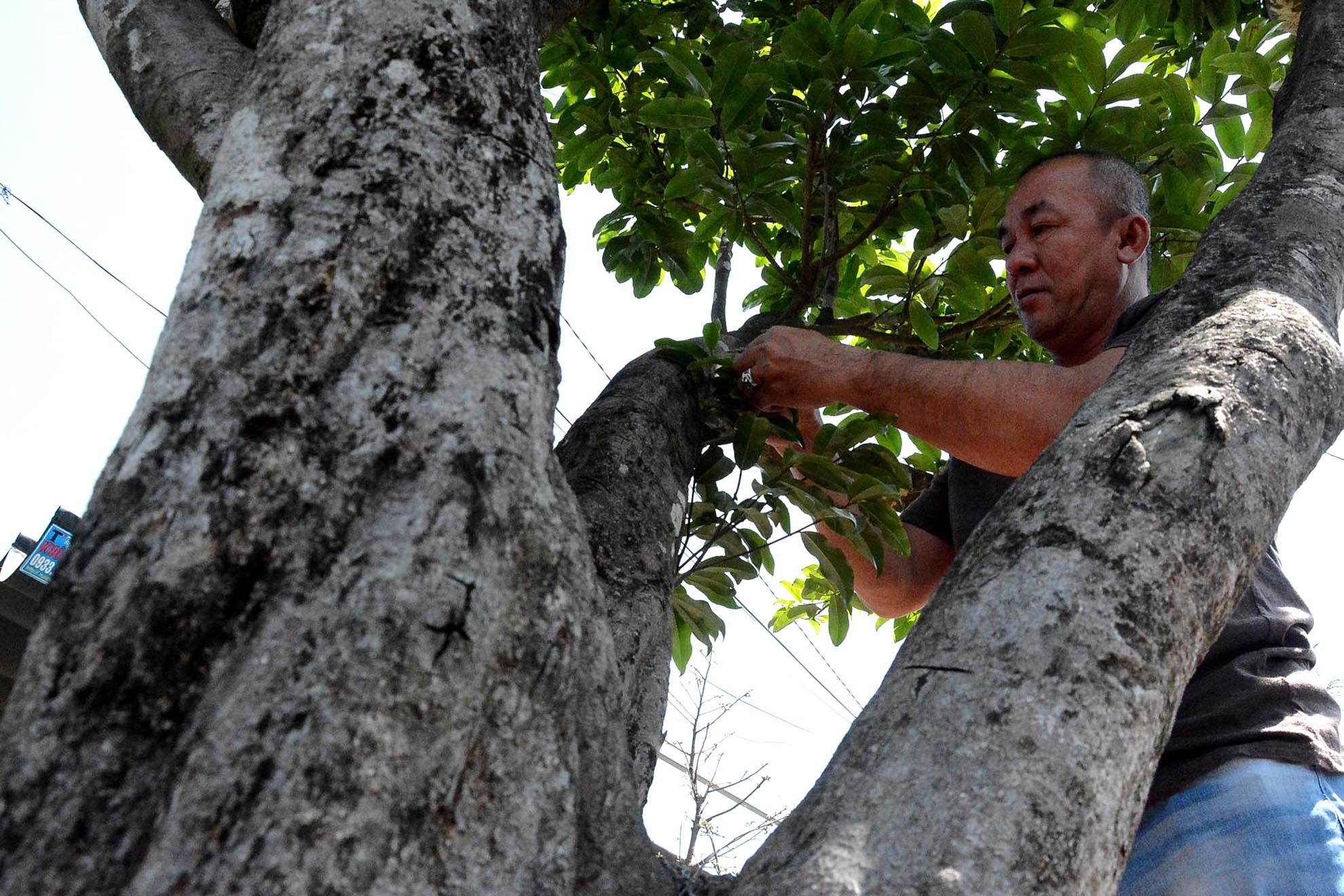 Cay mai 100 tuoi, 3 nguoi treo tia la o Sai Gon hinh anh