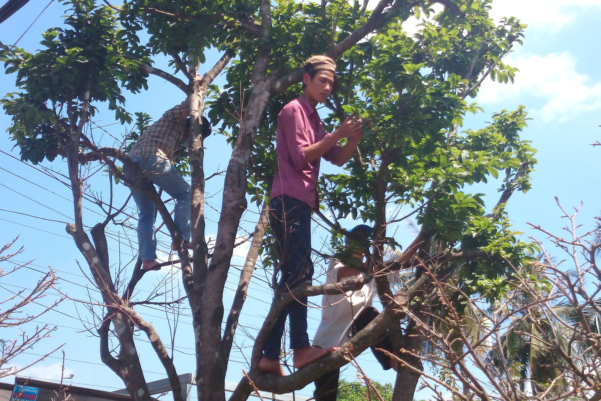 Để nhặt lá cho lão mai trăm tuổi kịp nở hoa vào tết, cùng lúc 3 thợ vườn trèo lên các cành nhánh làm việc. Ông Hoà cho biết là cây mai này dù cao tuổi nhưng vẫn rất khoẻ mạnh, tươi tốt.