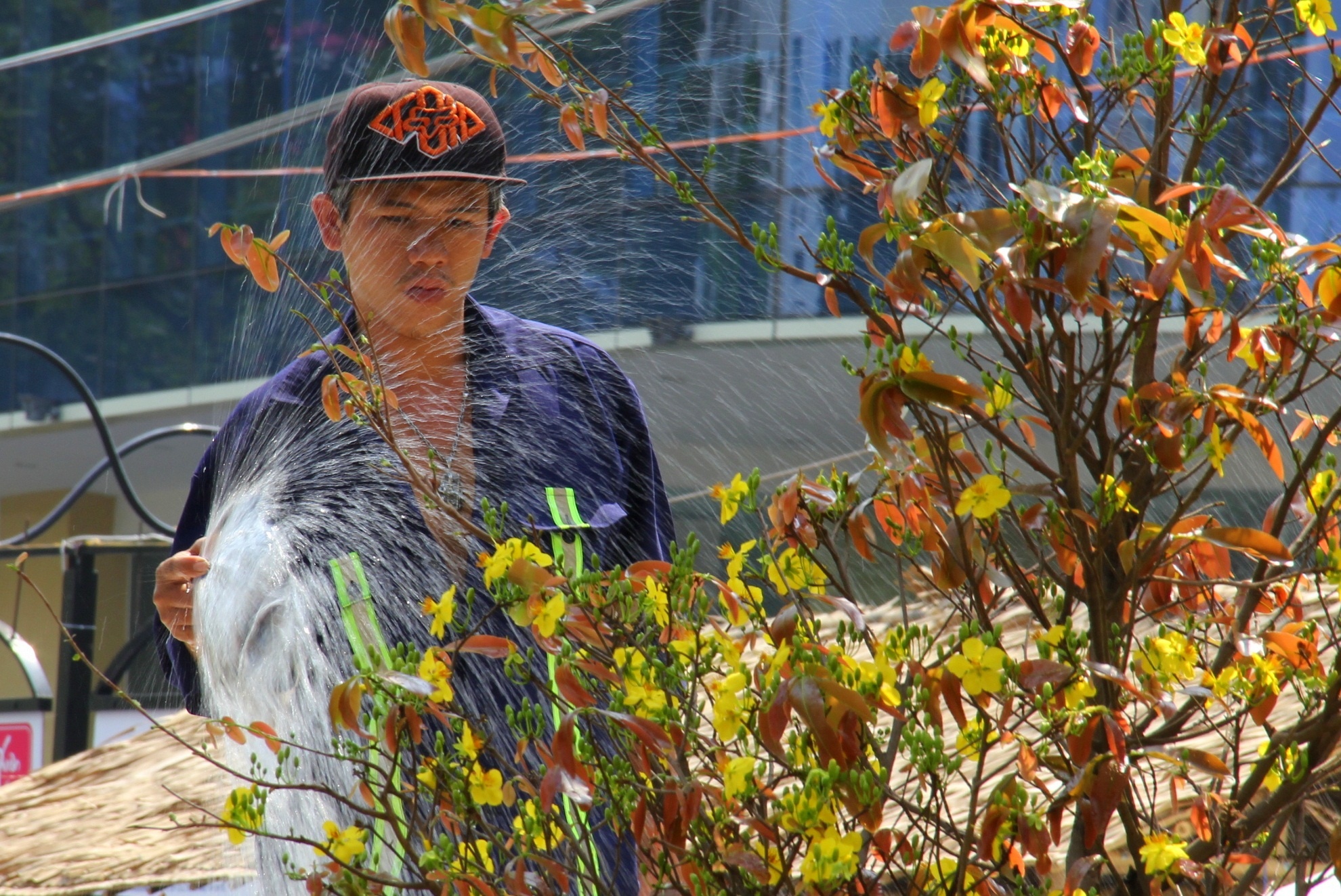 Tất cả công đoạn chuẩn bị gần như đã hoàn tất. Hoa được tưới mát liên tục đảm bảo đường hoa rực rỡ nhất ở thời khắc khai mạc.