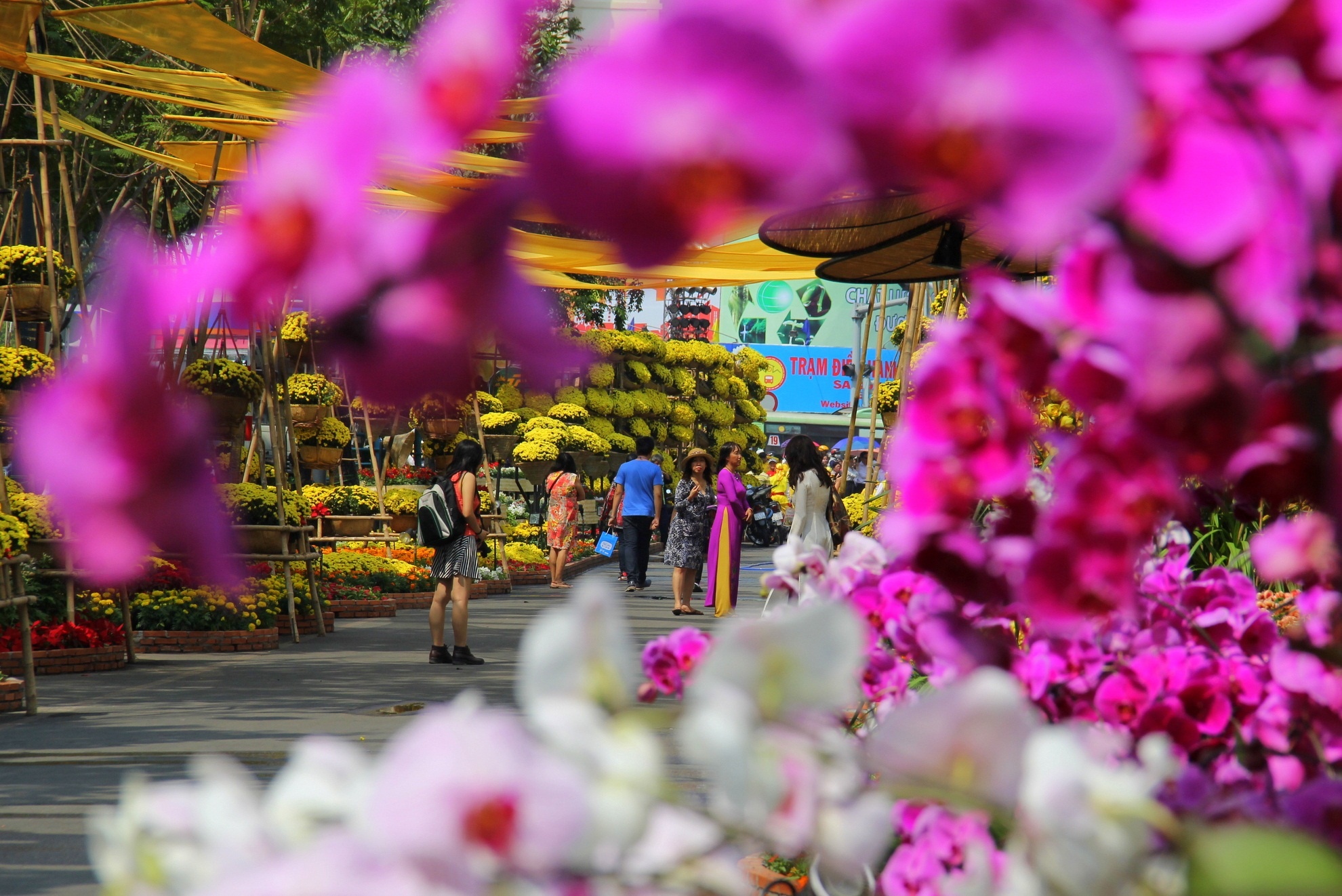 Sắc hoa của 3 miền tràn ngập đường hoa. Hàng ngàn nhành hoa lan của thành phố hoa Đà Lạt cùng tề tựu.