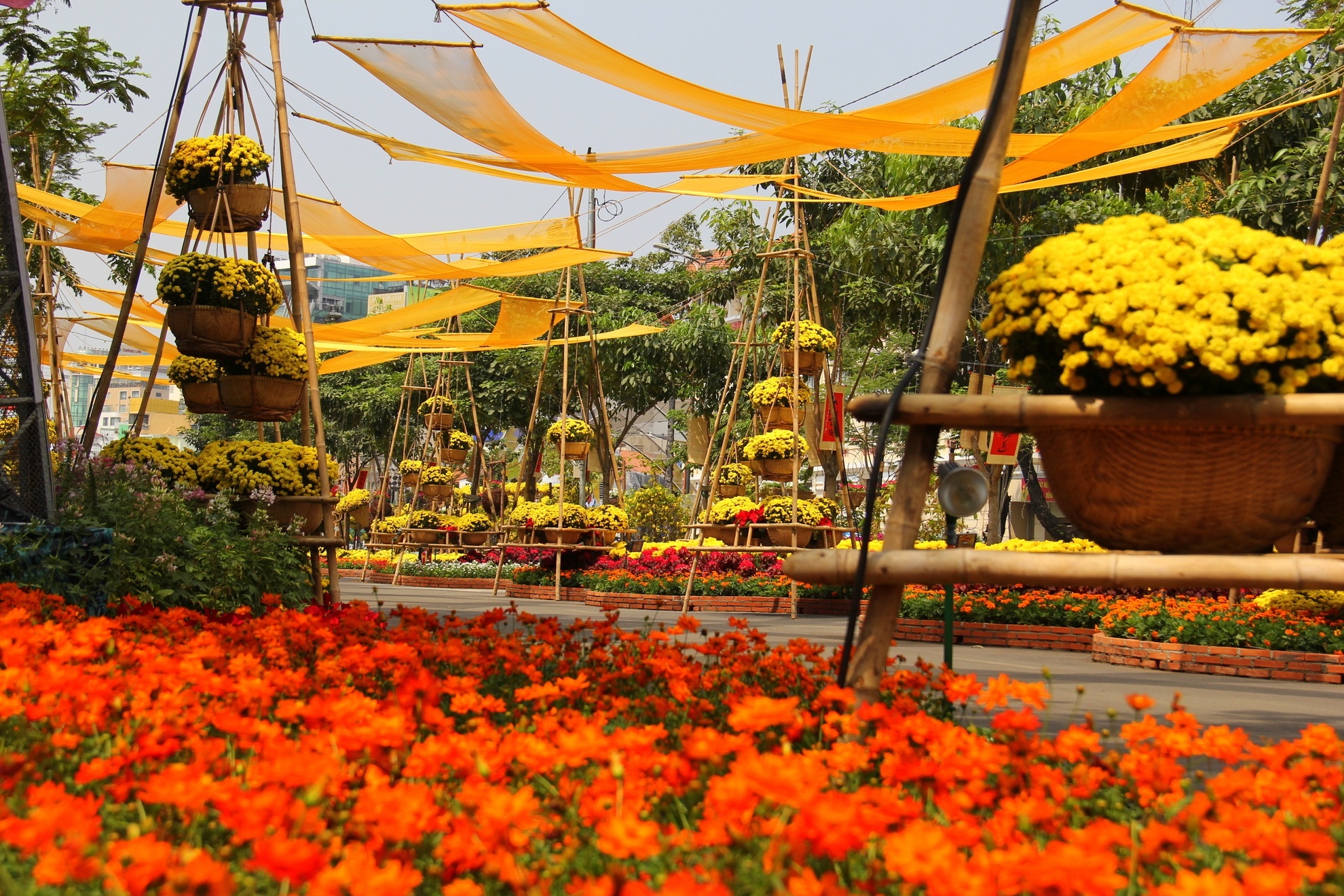 Cúc vàng là biểu tượng không thể thiếu ngày xuân. mang ý nghĩa ấm áp hạnh phúc đến với mọi nhà. 