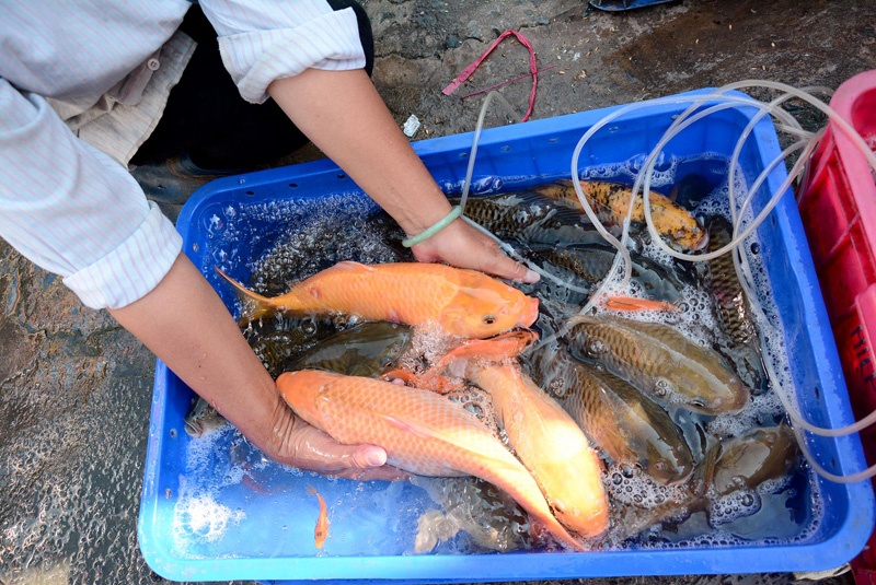 Tha ca phong sinh trong Tet Nguyen tieu o TP HCM hinh anh