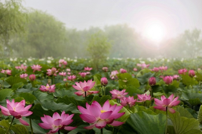 Cac le hoi mua he tai Han Quoc anh 5