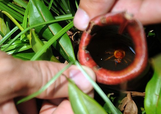 Can canh 'cay an thit' o TP HCM hinh anh