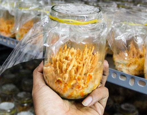 Ben trong xuong nuoi cay dong trung ha thao o Viet Nam hinh anh