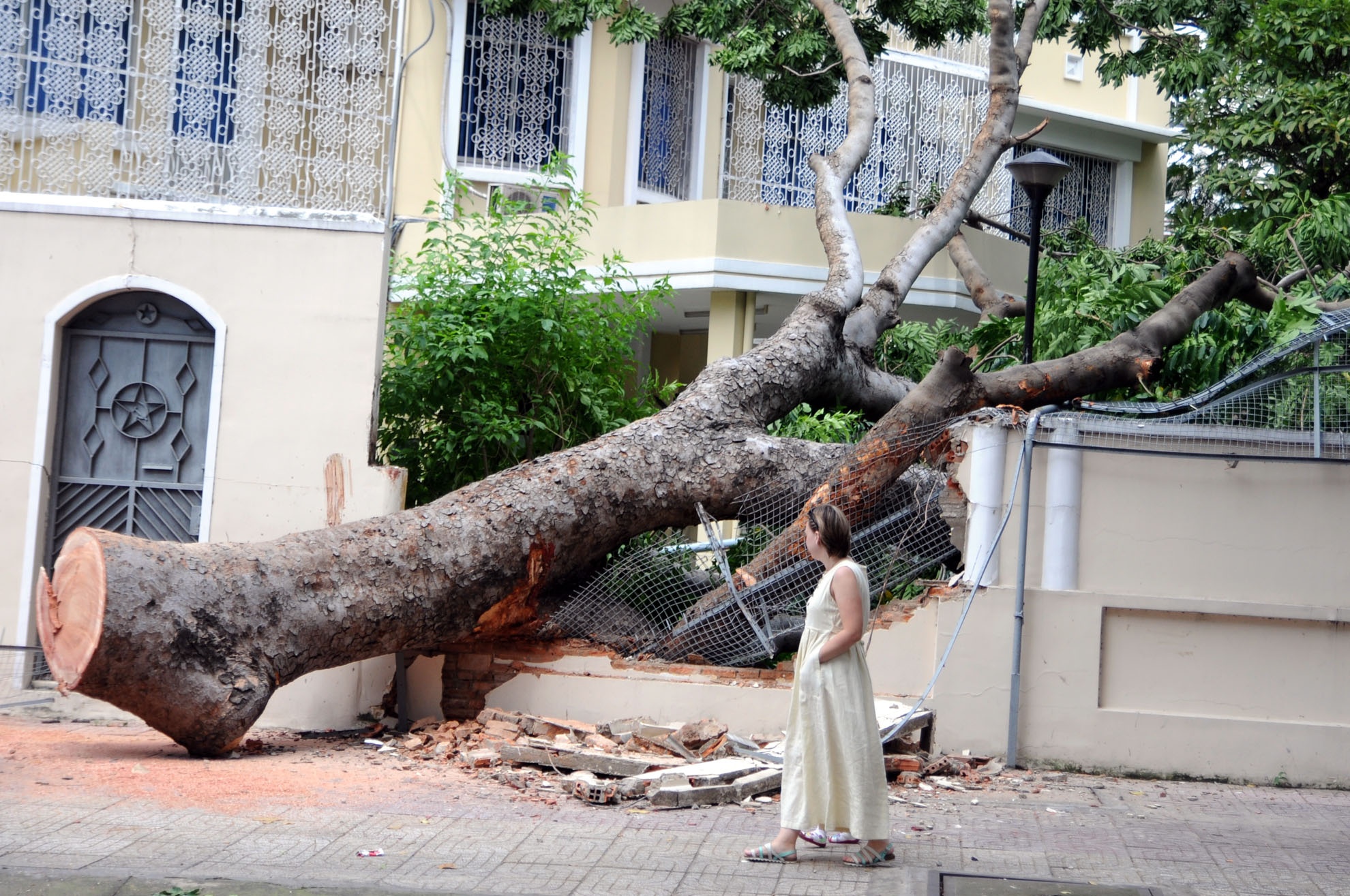 Co thu bat goc giua trua nang o Sai Gon hinh anh
