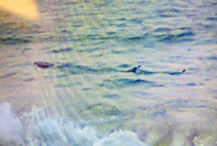 Ca la o bien Phu Yen dai 4 met hinh anh