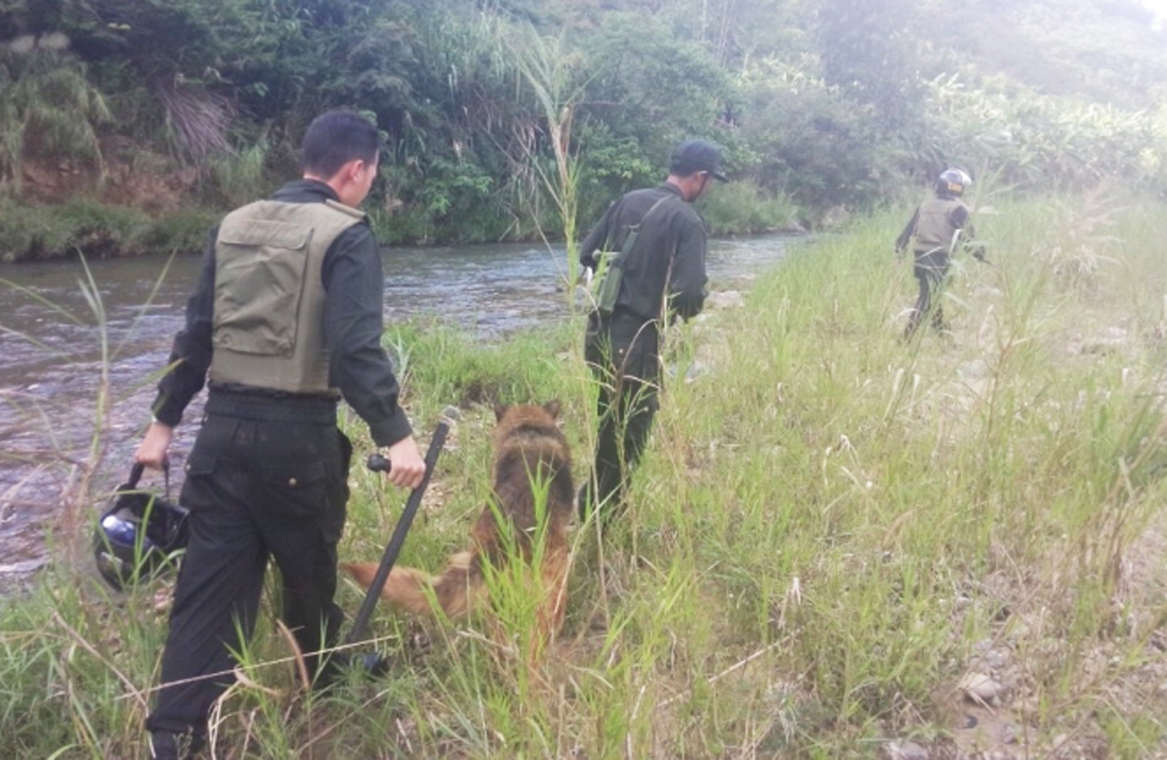 Them mot ten cuop taxi tron trong rung sa luoi hinh anh