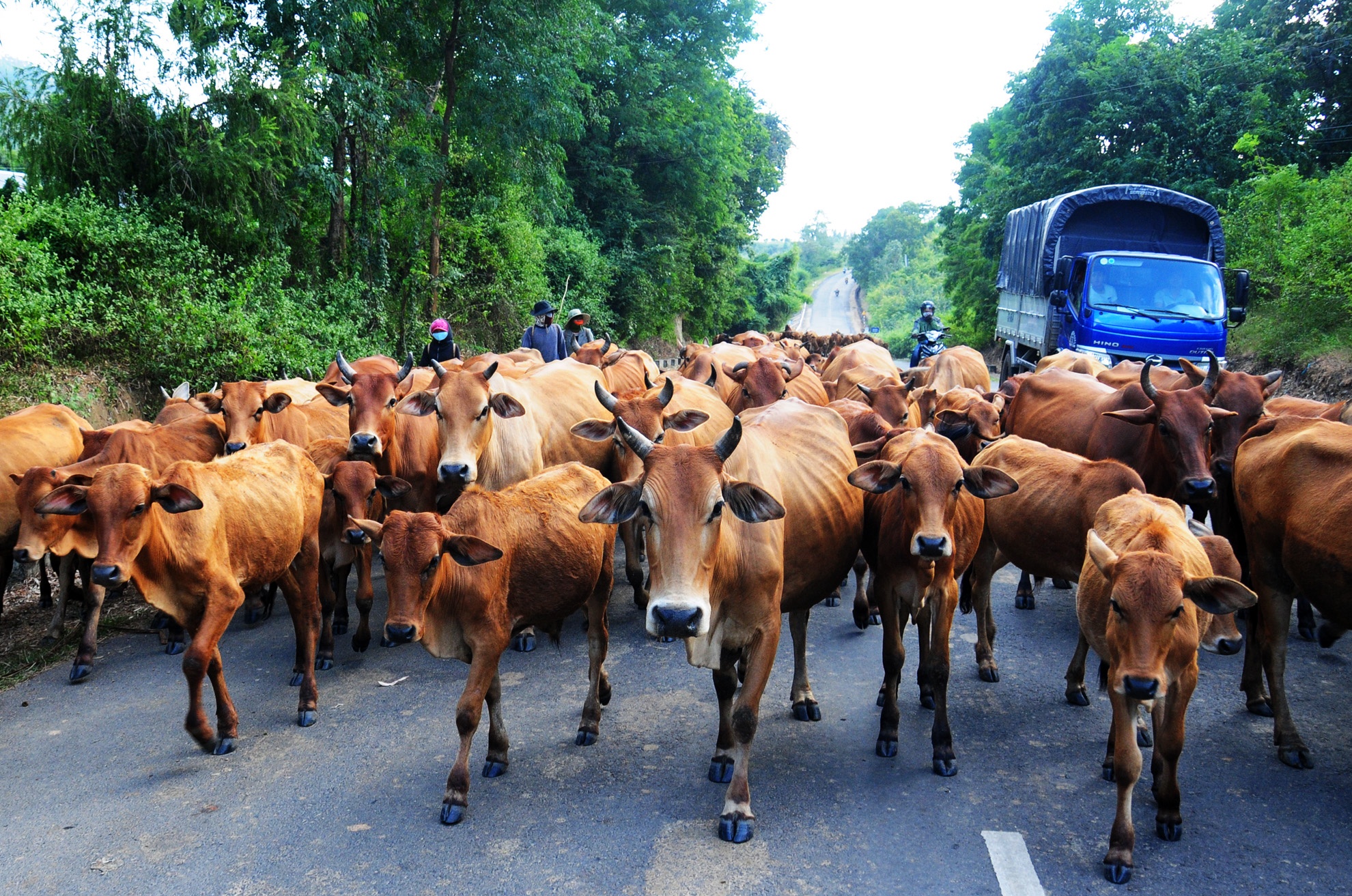 Dan bo dan hang chan oto tren quoc lo hinh anh