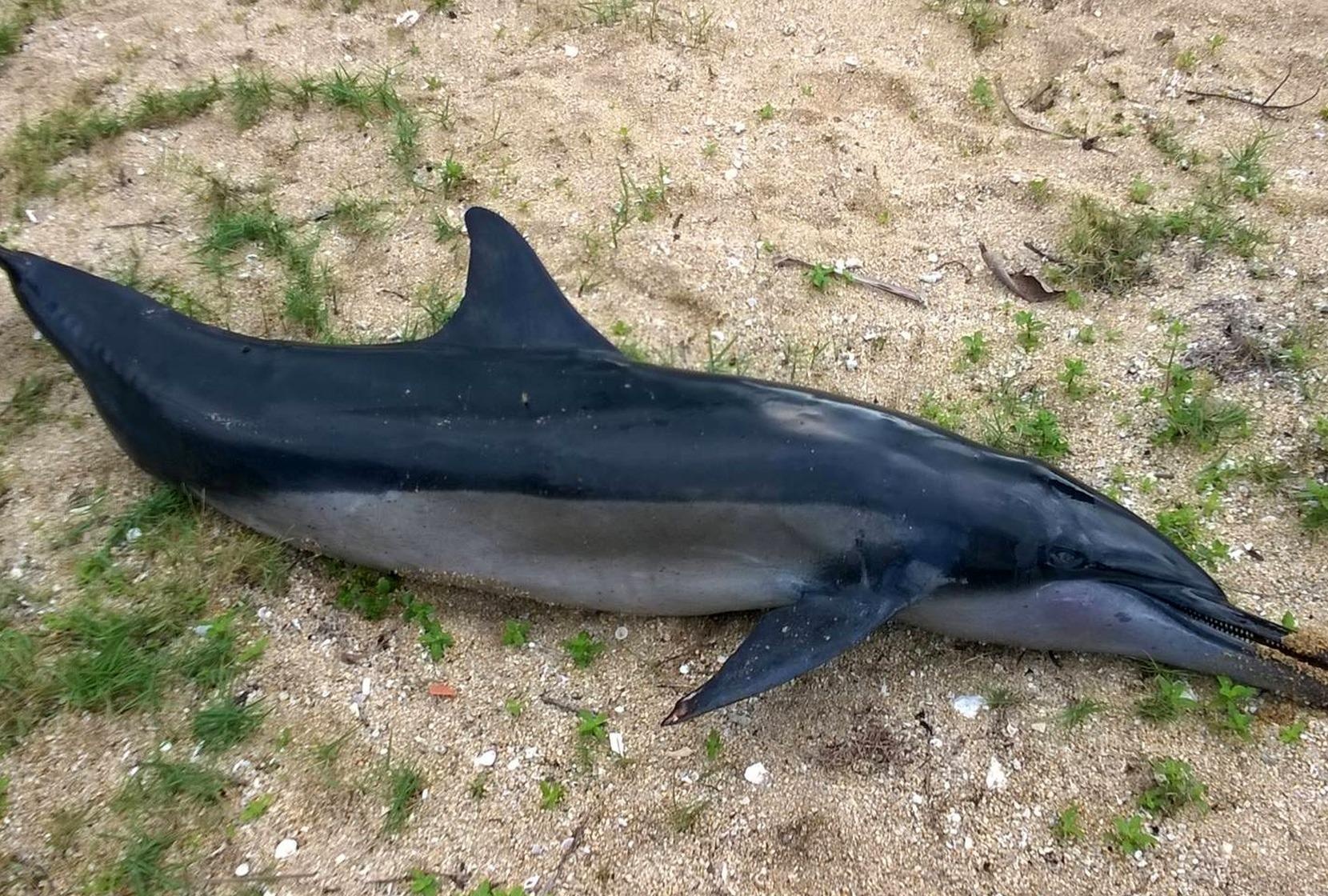 Ca heo dai hon 2 m dat vao vung bien Nha Trang hinh anh