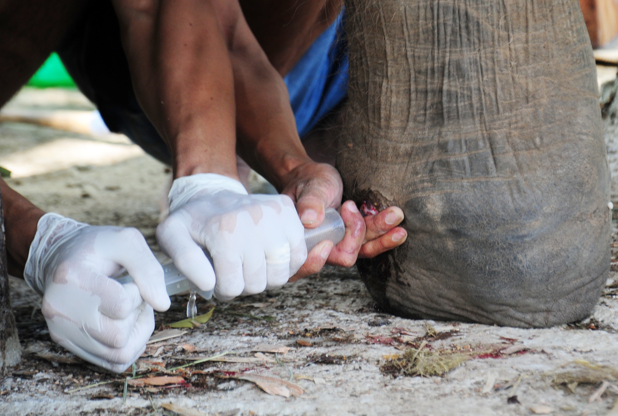 Ca cuu chua benh cho voi hinh anh