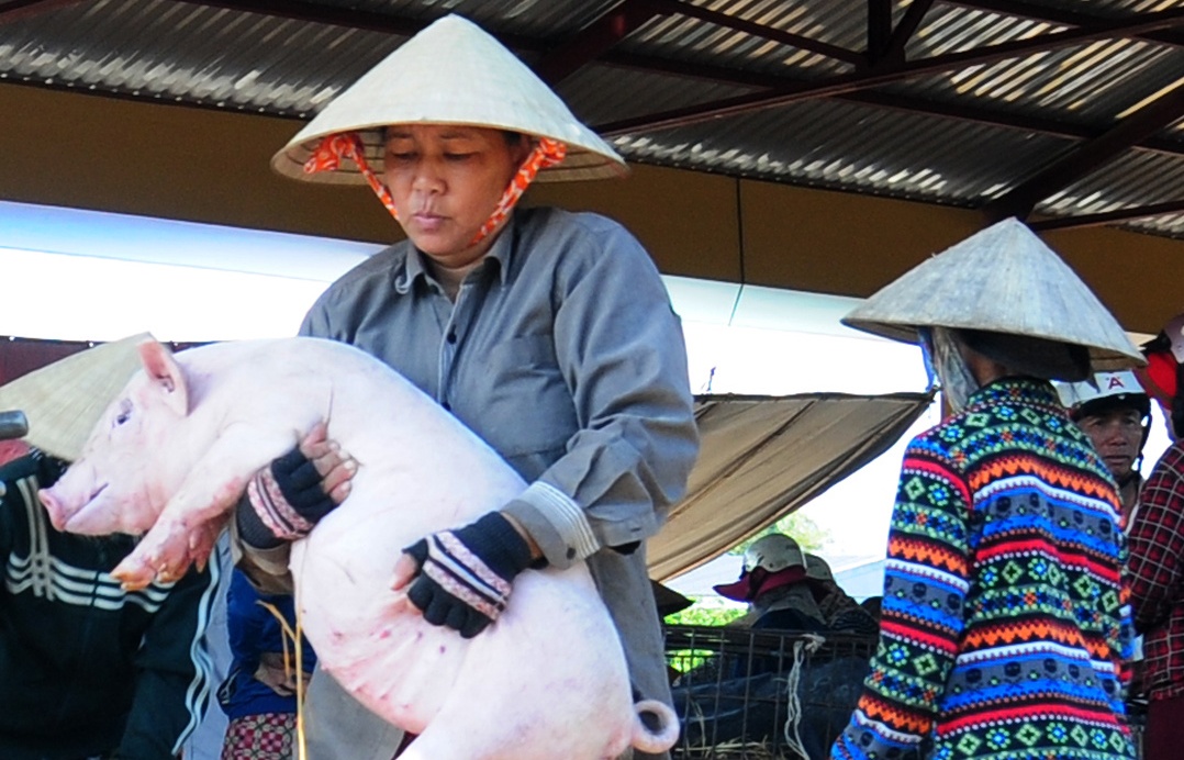 Nghe be heo thue gan nua the ky hinh anh