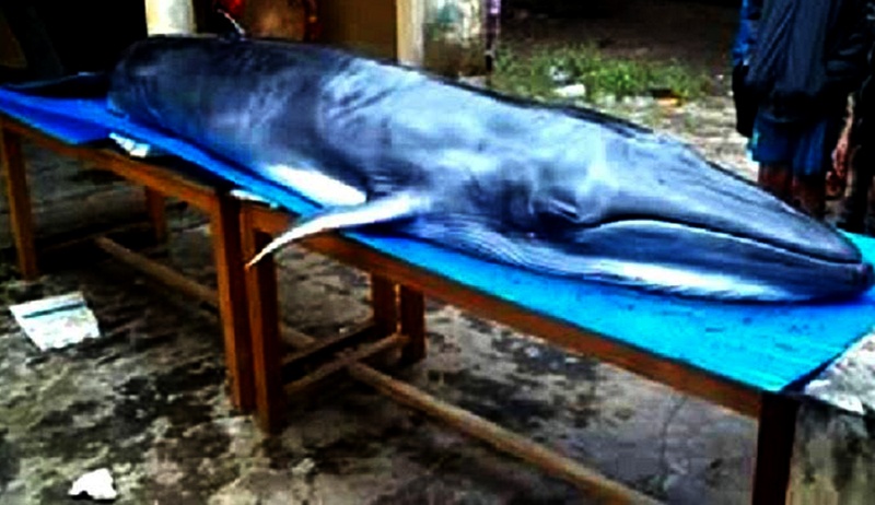 Ca 'ong Nhong' hon 200 kg dat vao bo bien hinh anh