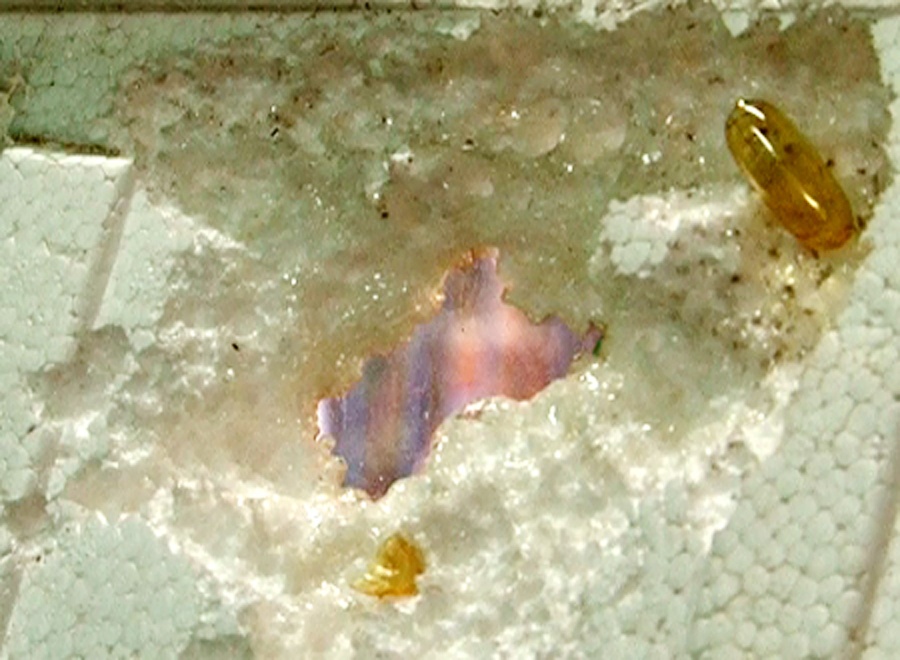 Dau ca omega-3 Trung Quoc lam thung mieng xop trong 10 phut hinh anh