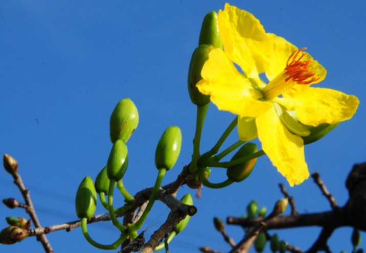 Lang mai lon nhat Binh Dinh lo mat Tet hinh anh