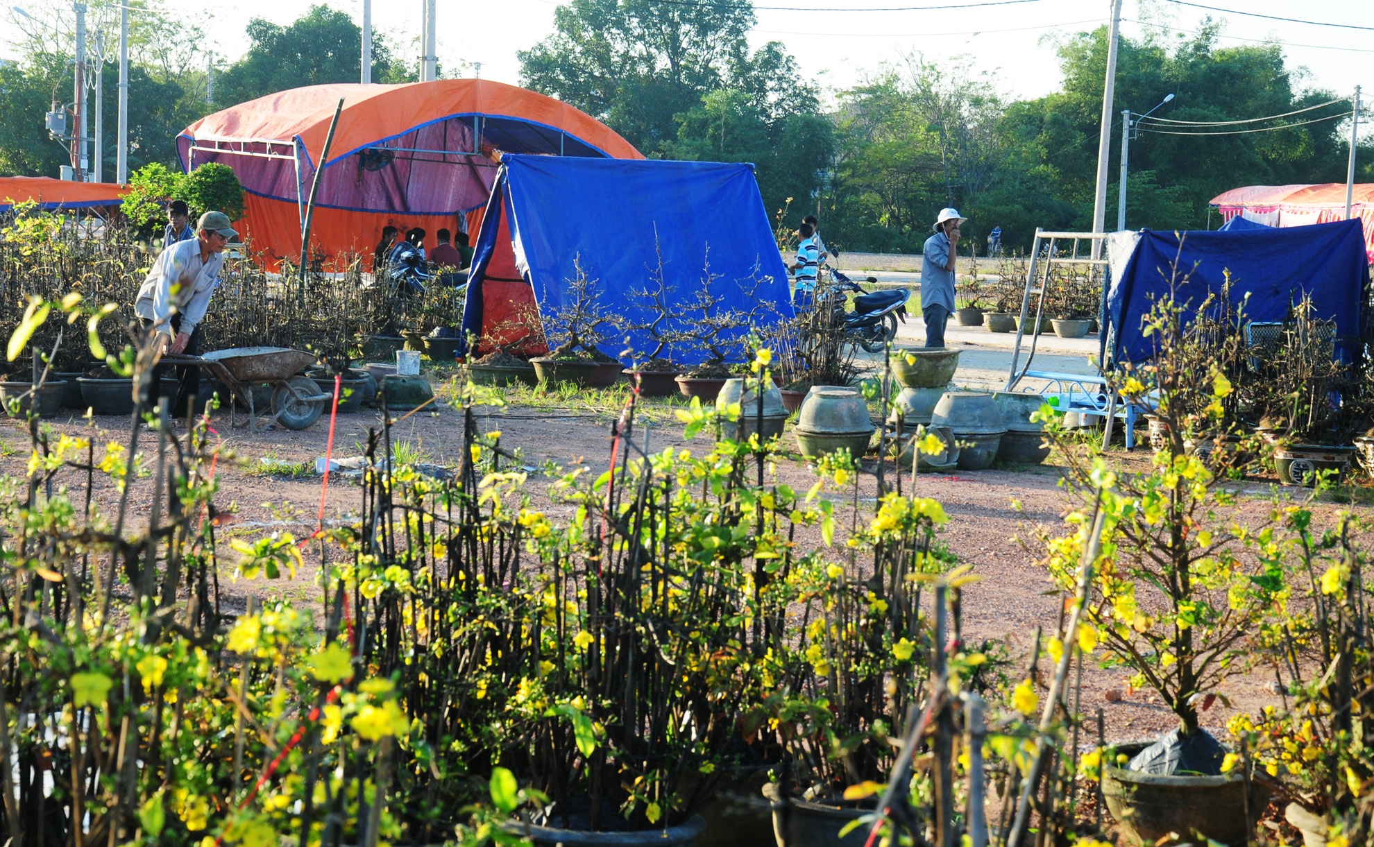 Co cuc ban hoa mai tet ven quoc lo 1 hinh anh