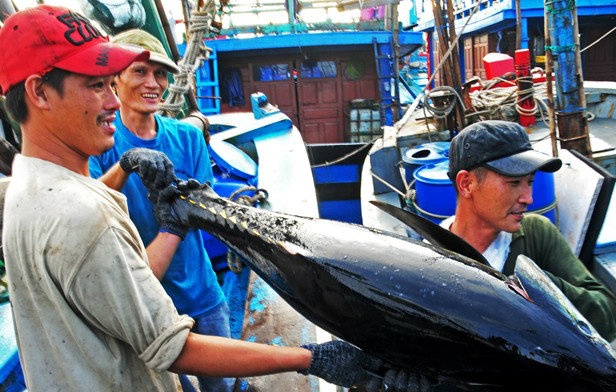 Con ca ngu Viet Nam dau tien ban gia 12 trieu dong o Nhat hinh anh