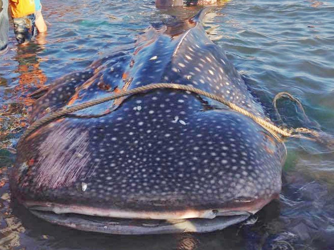 Uop xac ca nham voi nam trong sach do phuc vu nghien cuu hinh anh