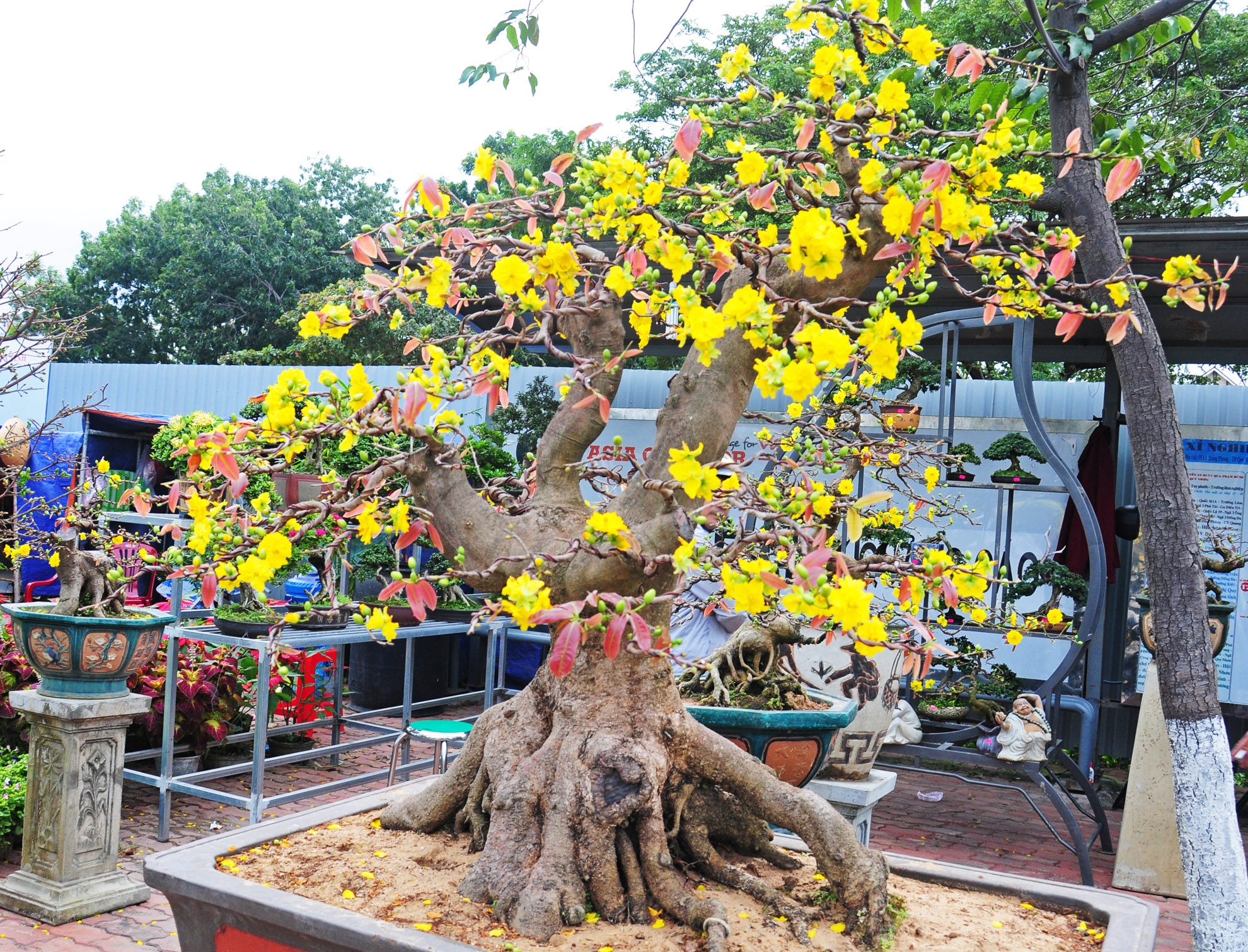 Gian hang mai bonsai co thu tai cho hoa Tet Binh Dinh hinh anh