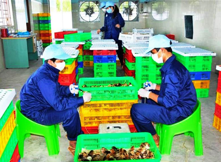 Nong dan lam thue xuat khau ga giong sang Lao, Campuchia hinh anh