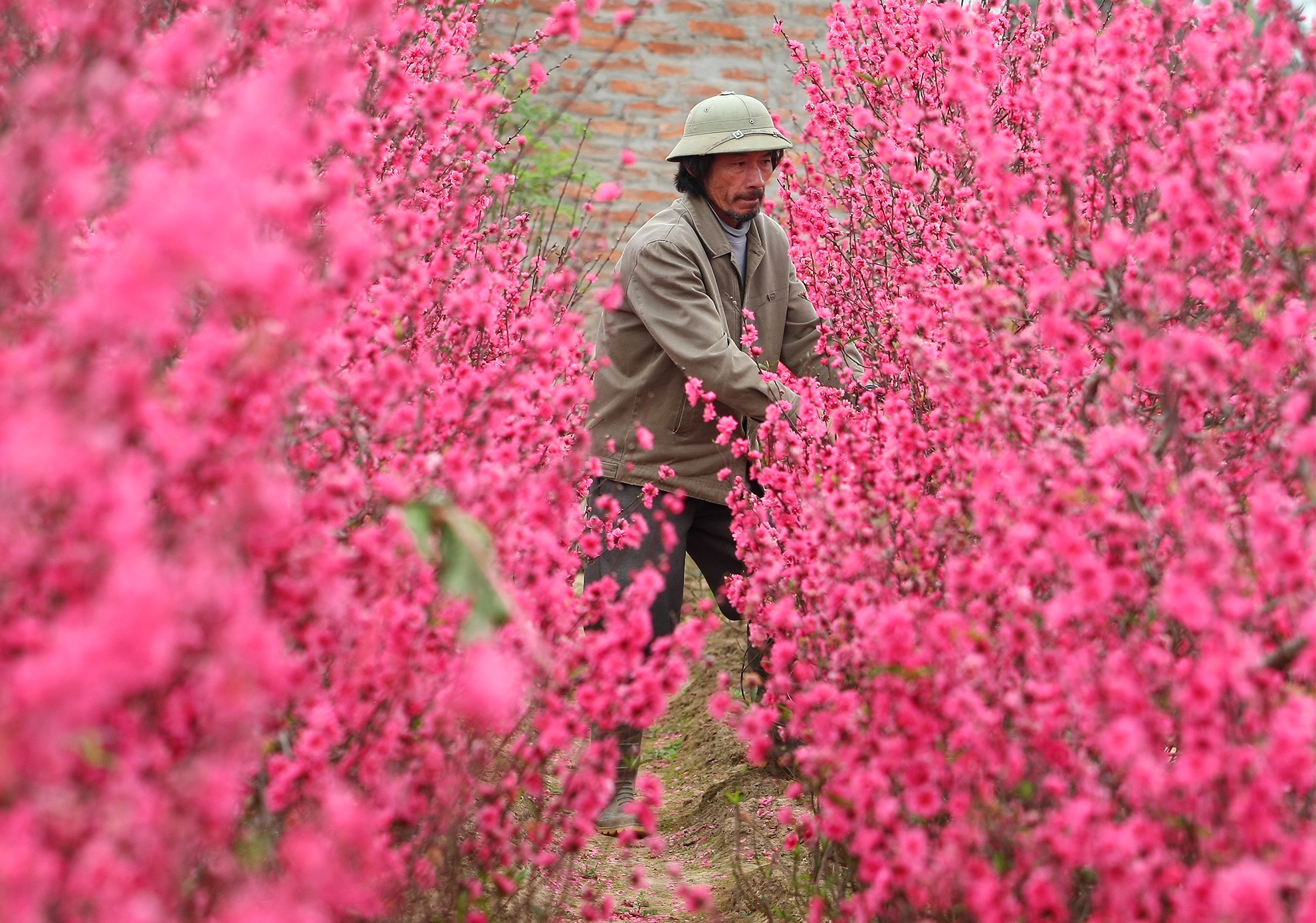 Dao quat van ruc ro sau Tet, nong dan khoc rong hinh anh