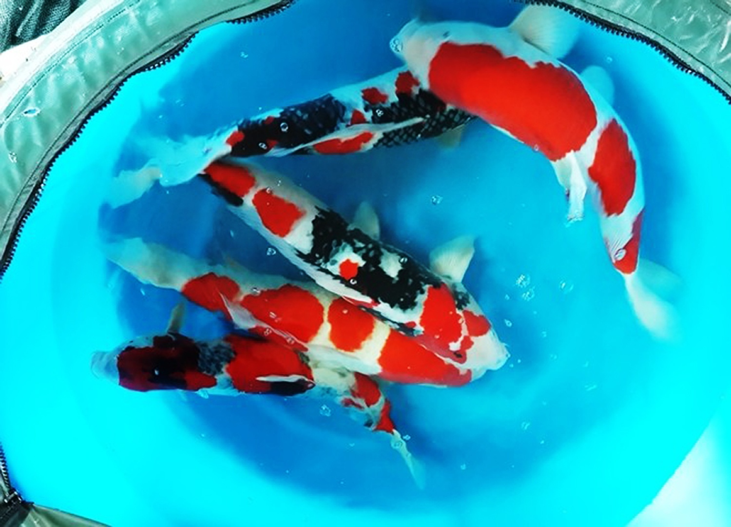 Lap trung tam nuoi ca Koi Nhat Ban tai Binh Dinh hinh anh