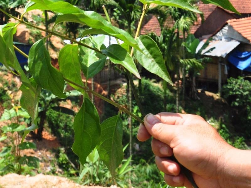 So nguoi an la ngon tu tu tang dot bien o Quang Ngai hinh anh