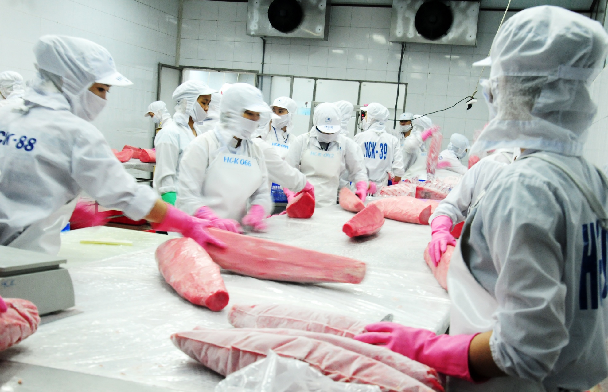 Xuất khẩu cá ngừ đại dương ảnh 2 Xuat khau ca ngu dai duong anh 2