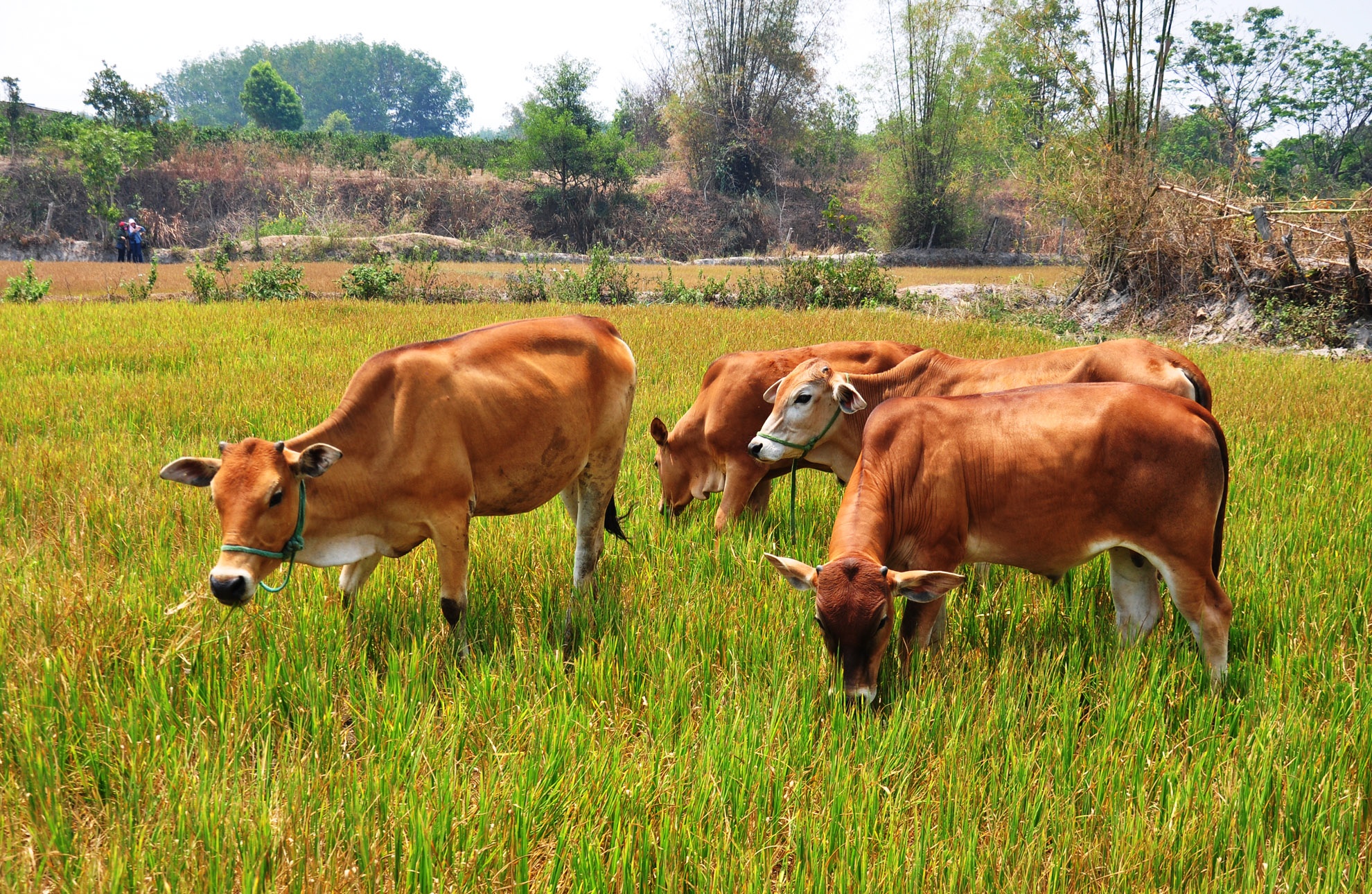 Lua chet vi han, dan Kon Tum bo mac cho bo an hinh anh